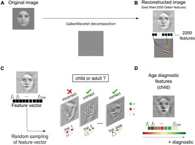 Diagnostic Features for Human <mark class="highlighted">Categorisation</mark> of Adult and Child Faces